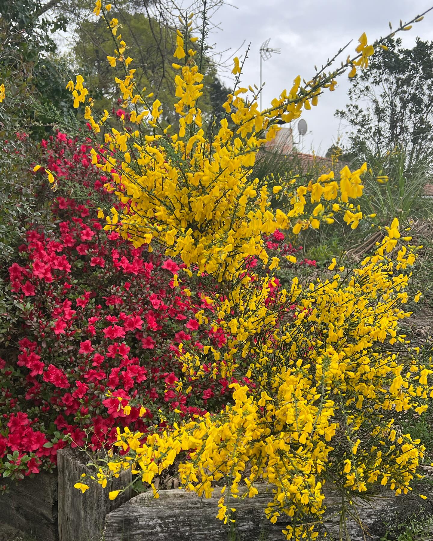 #pissosisbeautiful#springiscoming