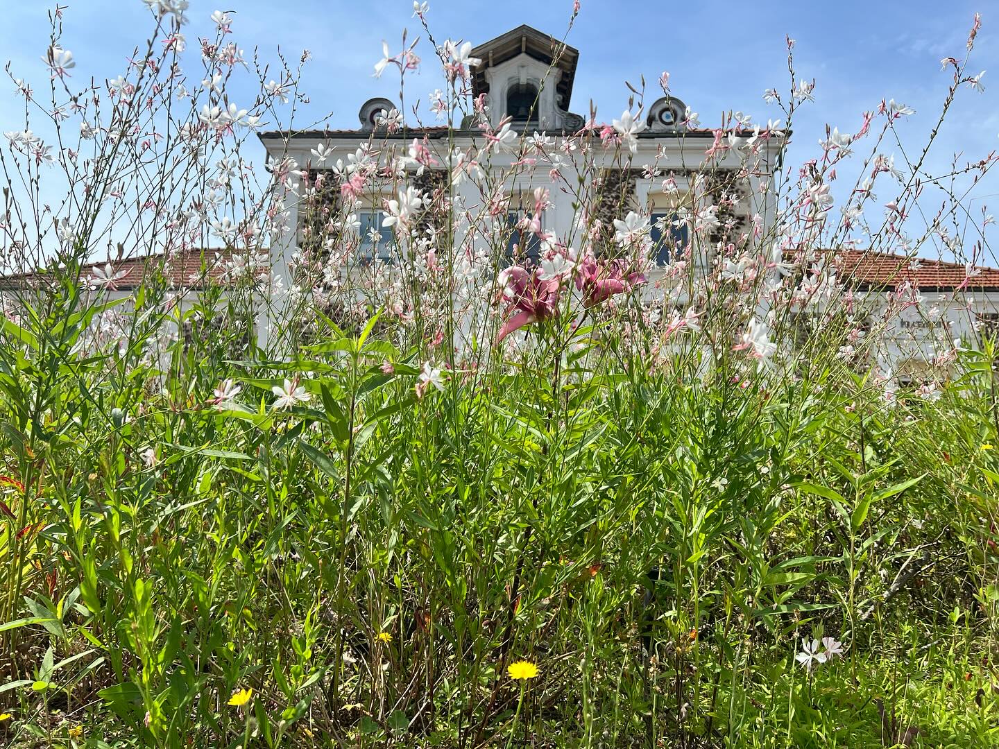 Mairie de Pissos#pissosisbeautiful
