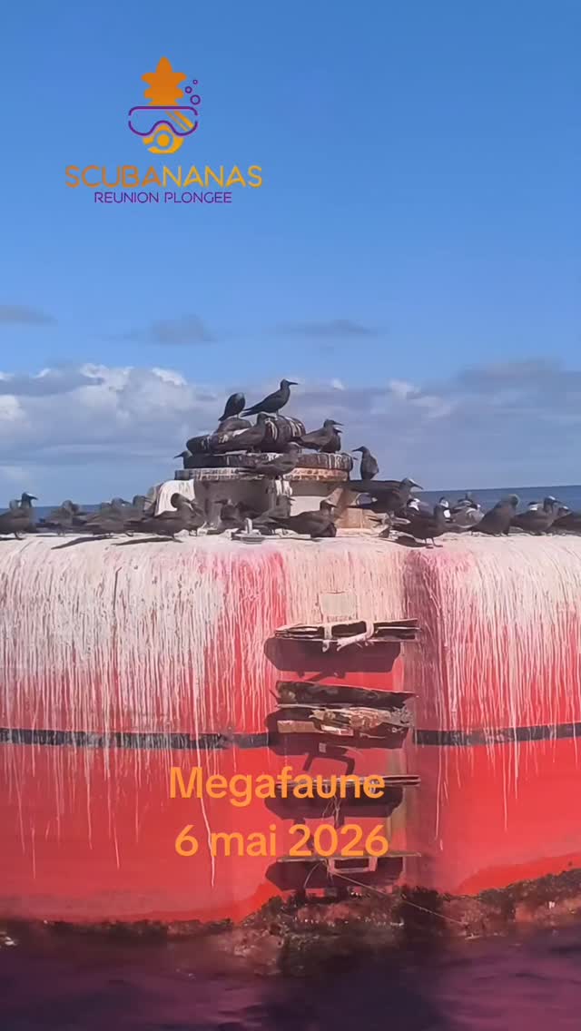 Sortie à la rencontre de la faune marine de l'île de la Réunion.
Pas de dauphin ce matin mais une très belle sortie avec des oiseaux magnifiques et une très jolie observation dans l'eau de tortueBeaucoup de données récoltées également dans le cadre du projet de sciences participative SWIMM 🍍#iledelareunion #explorelareunion #aventure #explore