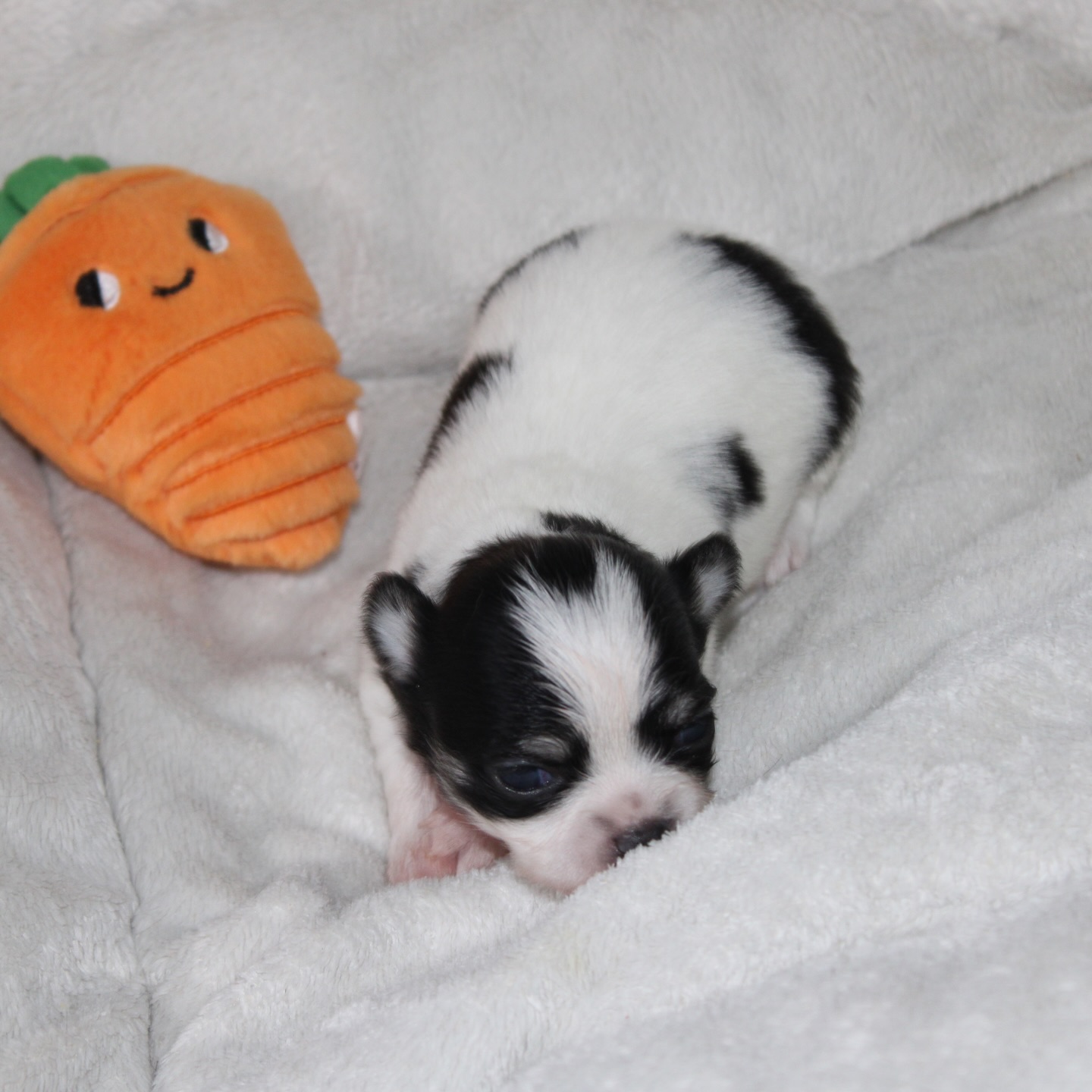 Les petits trésors de Carmelita 😍
Une portée pleine de douceur, de charme et de tendresse… de vraies petites merveilles 🥹🤍Chaque chiot a déjà sa personnalité, son regard et son petit caractère. On fond complètement devant ces bouilles d’amour qui grandissent jour après jour ✨🐶
Un bonheur immense de les voir évoluer et s’épanouir à la nurserie 💛📩 Pour plus d’infos, contactez-nous en message privé
🌐 Découvrez aussi tous nos chiots disponibles sur notre site :
https://elevage-chihuahuas-lof.fr/chiots-chihuahua-disponibles/#chihuahua #chiotchihuahua #babychihuahua #puppylove #elevagechihuahua instachihuahua doglover adorable amourcanin puppygram chiotsfrance chihuahuafrance 🐾✨