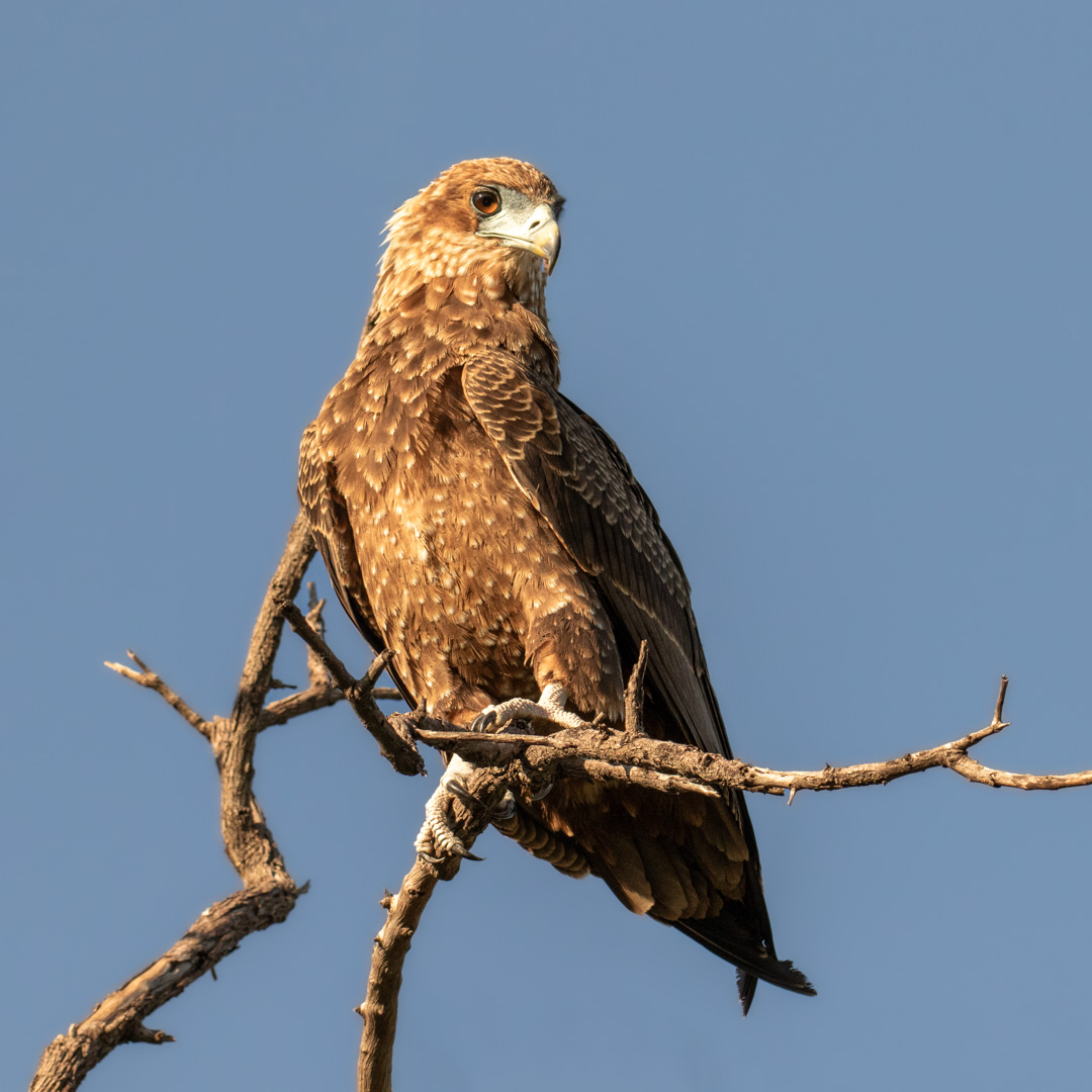 This is a juvenile Bateleur eagle, spotted in Kazuma Pan National Park last december while visiting @kazumasafaricamp
Unlike the bold black-and-chestnut adult, youngsters spend years in subtle brown plumage before earning their iconic colors. Growing up can take nearly a decade in the wild. Even legends start quietly 😉
#selfdrivesafari #Bateleur #KazumaPan #ZimbabweWildlife #RaptorsOfAfrica #SafariLife #birdlife #birdlovers #birdphotography #birdsofinstagram #nature #travel #safari #africansafari #instanature #naturelovers #africaexploring #amazingafrica #africanimals #capturethewild #wildplanet