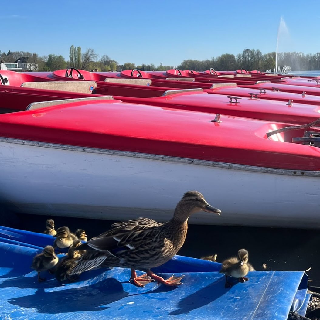 Ook een familieuitstapje naar het Donkmeer gepland? 🦆 🐥🐥🐥🐥 👉 We zijn er weer! Check onze openingsuren op botenverhuur.be