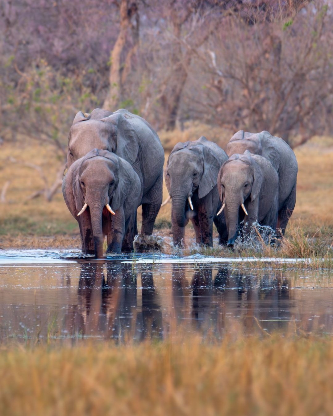 A small herd of elephants crosses one of the countless channels of the Okavango Delta. Silent, determined. The youngest cling close to their mothers, their trunks barely protruding from the water. The older ones move forward with the quiet authority of those who have made this crossing thousands of times before.
No wildlife documentary can prepare you for this. For the sheer scale of the spectacle. For the silence that surrounds it. For the emotion you feel every time you watch these gentle giants.
📍 Okavango Delta, Botswana 🇧🇼
📸 Wildlife Photography | Self-drive Safari | Untamed Africa
#OkavangoDelta #Botswana #BotswanaSafari #AfricanElephants #WildlifePhotography #SafariLife #AfricaWildlife #OkavangoBotswana #UNESCOWorldHeritage #AfricaTravel #WildAfrica #ElephantHerd