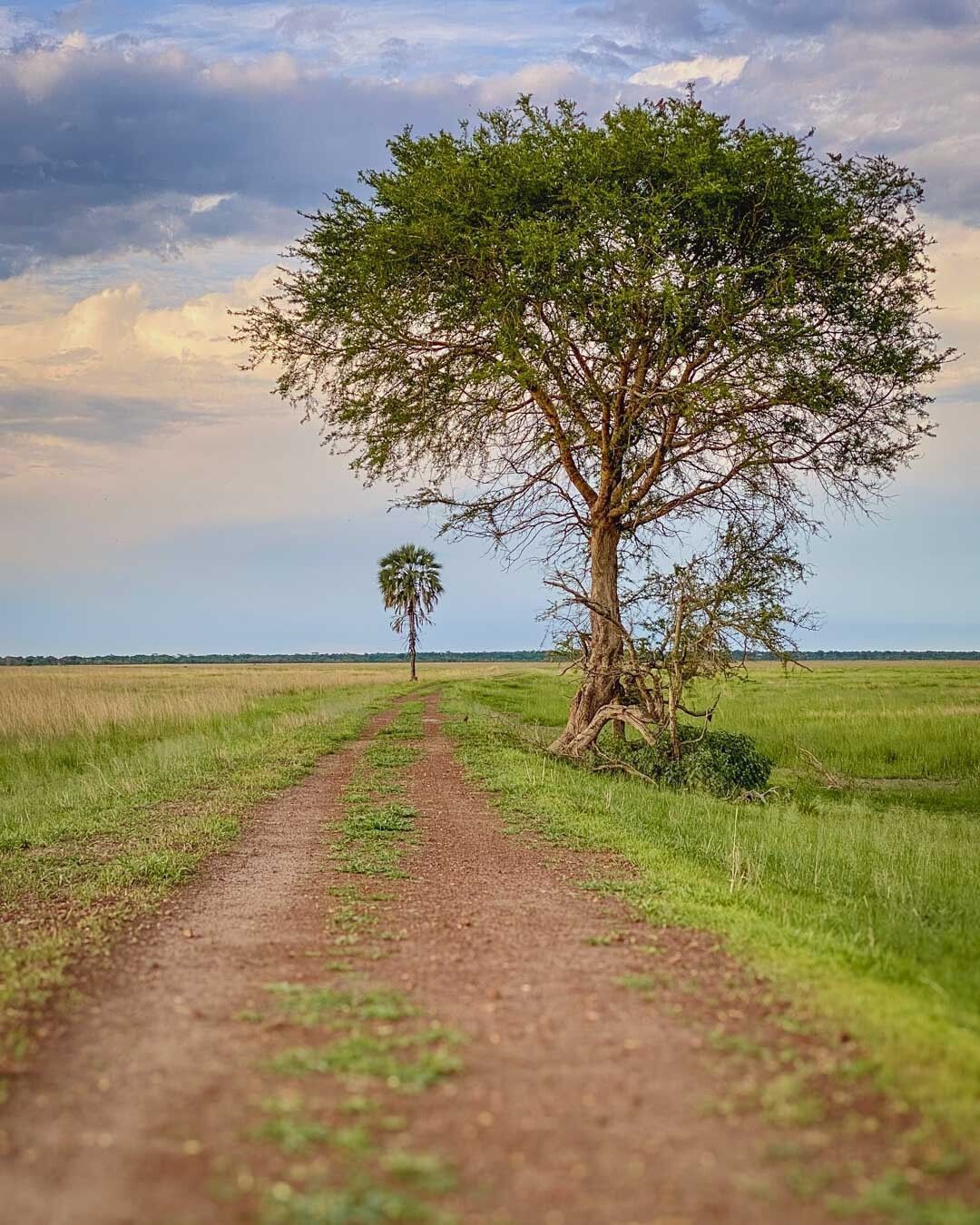 To us, less will always be everything.
A simple track cutting across a vast emerald-green plain in Hwange National Park. A palm tree. A dramatic sky. Nothing but this infinite expanse that makes you forget everything. There is truly a particular magic to this kind of African wilderness landscape.
Hwange is Zimbabwe’s largest national park. It is home to over 45,000 elephants, vast herds of buffalo, plenty of predators. But it also offers this: tracks leading to a solitary palm tree standing proudly in the midst of this vast emptiness.
This is what a self-drive safari in Zimbabwe feels like: raw and deeply personal.
📍 Hwange National Park, Zimbabwe 🇿🇼
🔹 Self-drive Safari
🔹 Wilderness
🔹 Untamed Africa
#HwangeNationalPark #Zimbabwe #SafariInZimbabwe #AfricanLandscapes #SafariLife #WildAfrica #TravelInAfrica #NaturePhotography #OpenRoad #AfricanSafari #HwangeZimbabwe #UntamedAfrica #LessIsMore